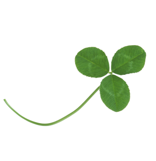 clover