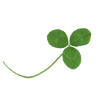 clover