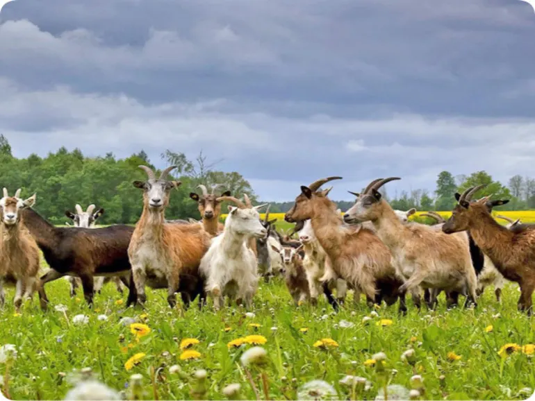 Many goats on the farm