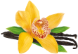 yellow orchid